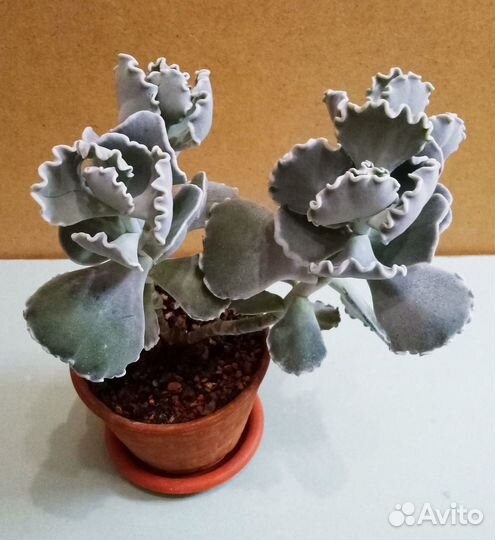 Котиледон волнистый. Суккуленты