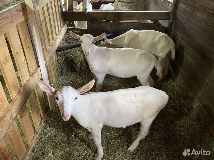 Козлята дойной зааненской козы чистокровные