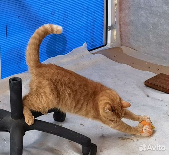 Рыжее солнышко