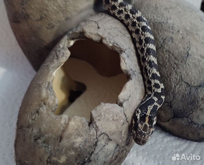 Маисовый полоз