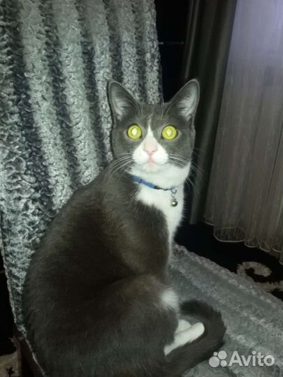 Кошка в дар