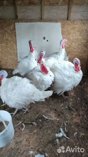 Индюки домашние на мясо
