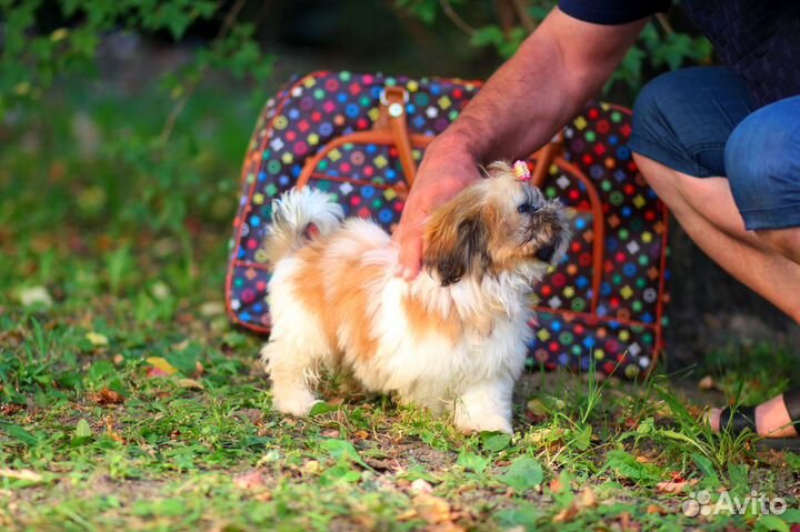 Мини деточка Китти