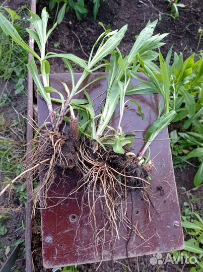 Рассада многолетники, луковичные