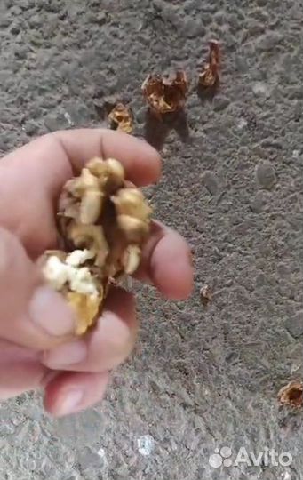 Грецкий орех этого года