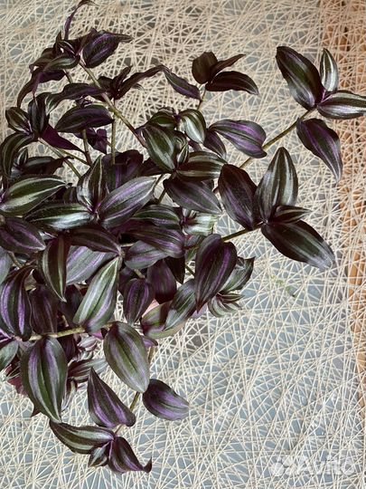 Традесканция Зебрина срез