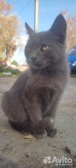 Отдам милого котика в добрые руки