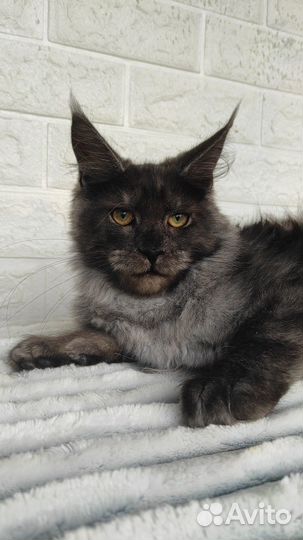 Черные дымные котики