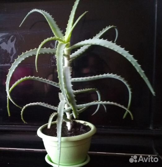 Крассула денежное дерево, алое столетник