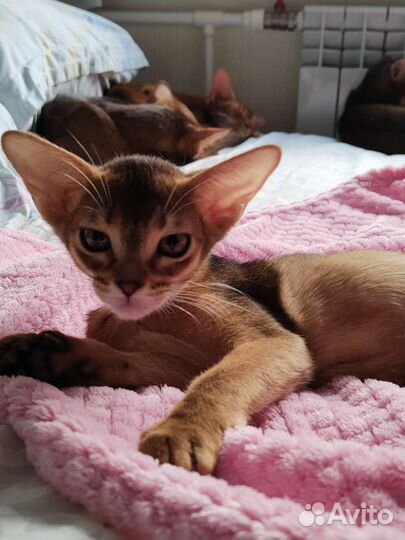 Для ценителей настоящих Абиссинских котят