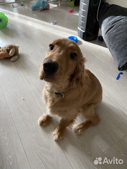 Кокер спаниель