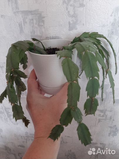 Комнатные цветы