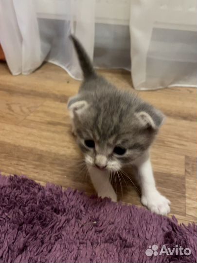 Отдам бесплатно в добрые руки