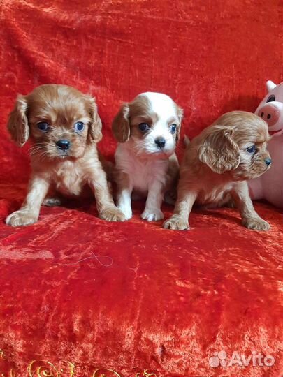 Спаниель длинные ушки