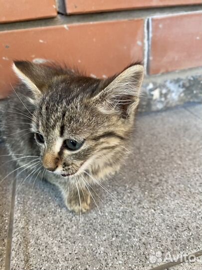 Котик в добрые руки бесплатно