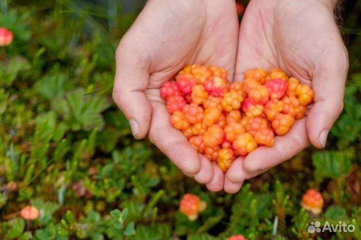 Свежая морошка в собственном соку из Карелии
