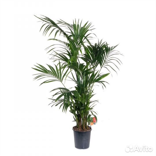 Стильные растения