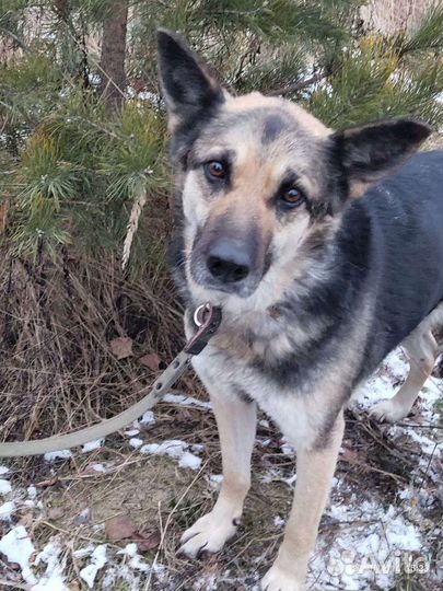 Восточноевропейская овчарка, метис овчарки