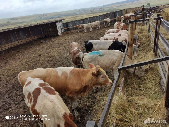 Бычки и быки