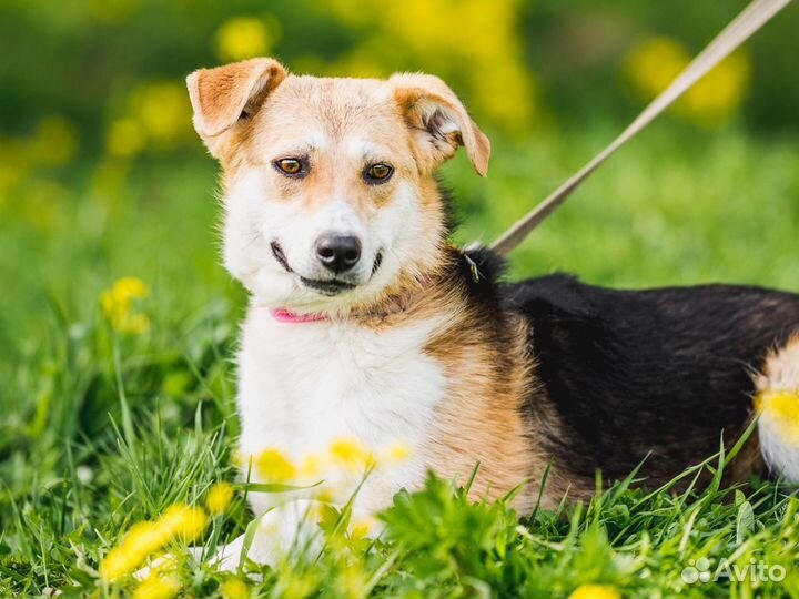 Собака Вайлет в добрые руки