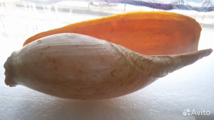 Раковина из океана