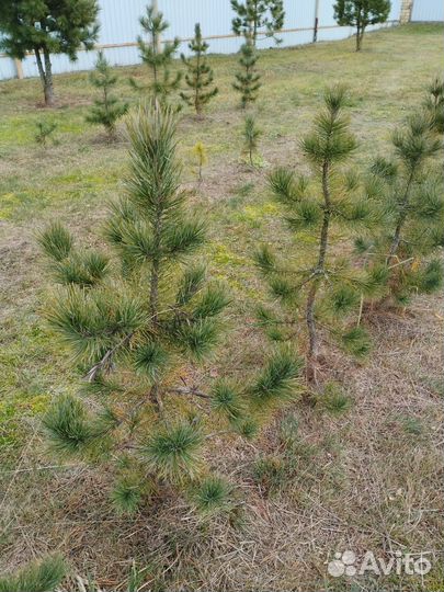 Саженцы сибирского кедра