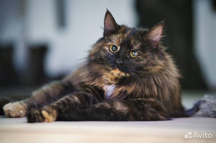 Котенок