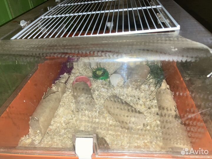 Клетка для грызунов ferplast