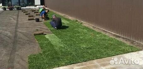 Газон от производителя