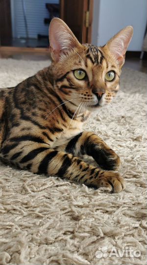 Бенгальская