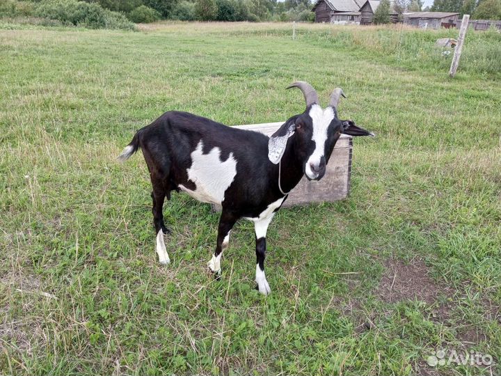 Продам заано-нубийскую козу