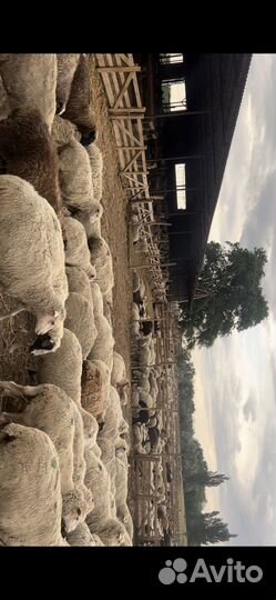 Бараны Матки