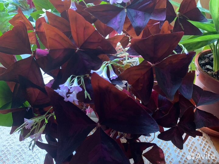 Кислица оксалис