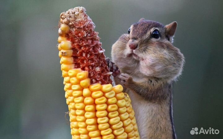 Акты на скрытые работы по гидроизоляции, на проемы