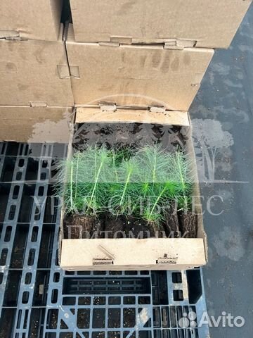 Зкс Сосна сеянцы Ели Лиственницы окс Голуб Горная