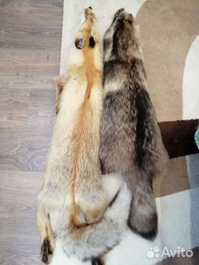 Шкура лисы