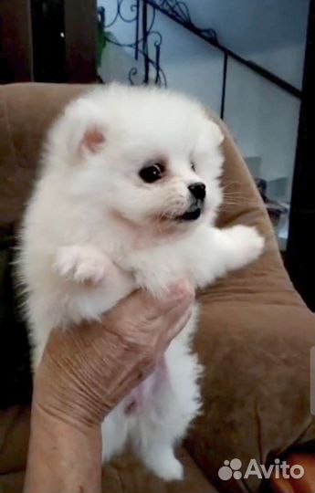 Белый померанский шпиц щенки