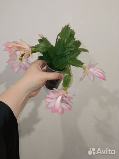 Декабрист шлюмбергера