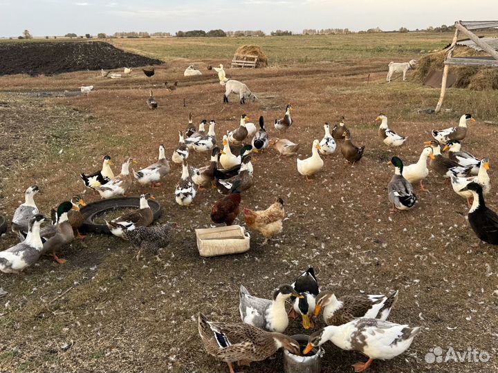Утка русская на мясо и на завод