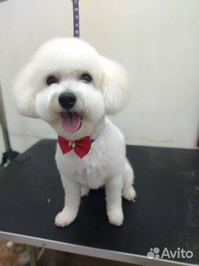 Груминг стрижка собак и кошек