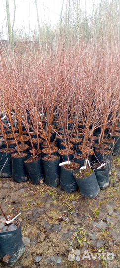 Саженцы плодовых растений