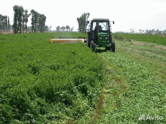 Семена люцерны оптом и в розницу от 1кг