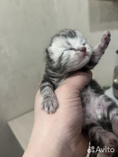 Шотландские котята