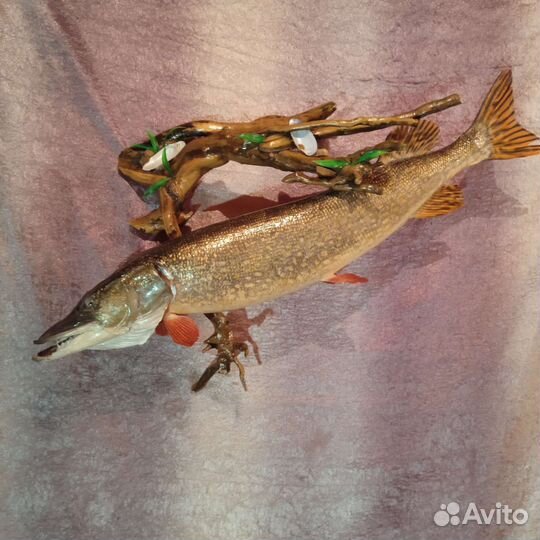 Чучело крупной щуки