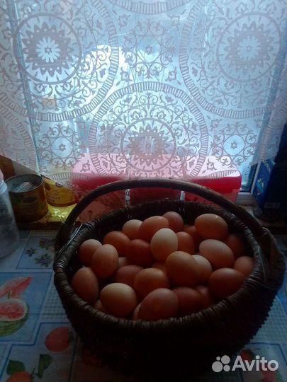 Куриные яйца