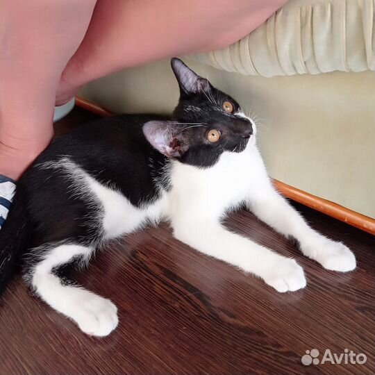 Котенок мальчик