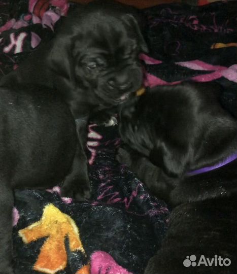 Щенки Кане Корсо