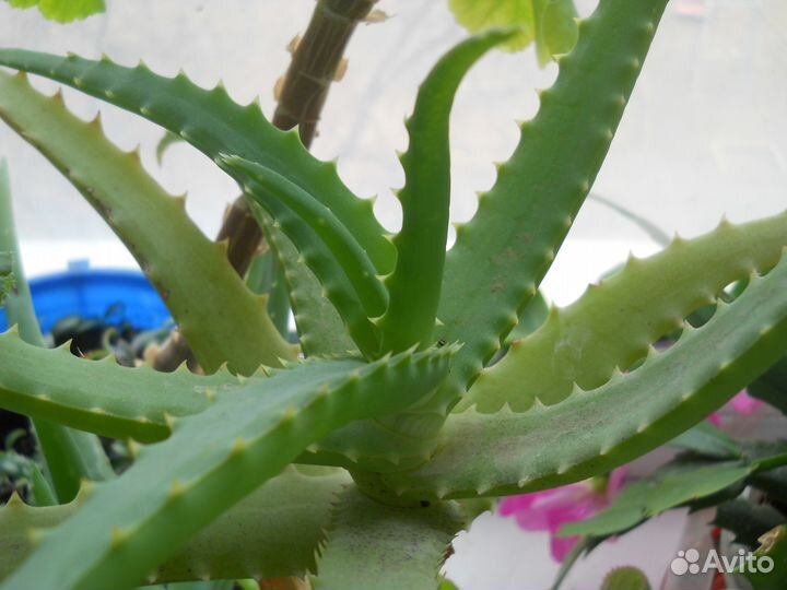 Комнатные цветы