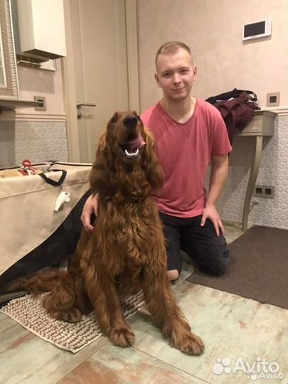 Кинолог (дрессировка собак), коррекция поведения