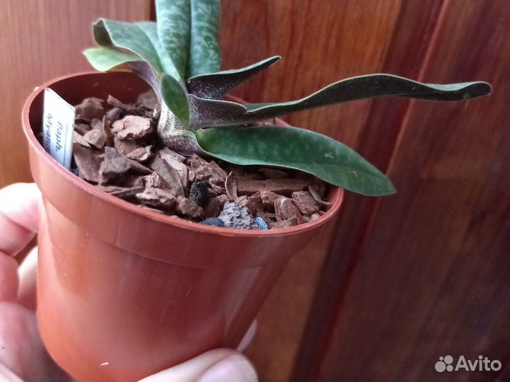 Орхидея Paph. myanmaricum